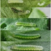 pier napi larva1 volg